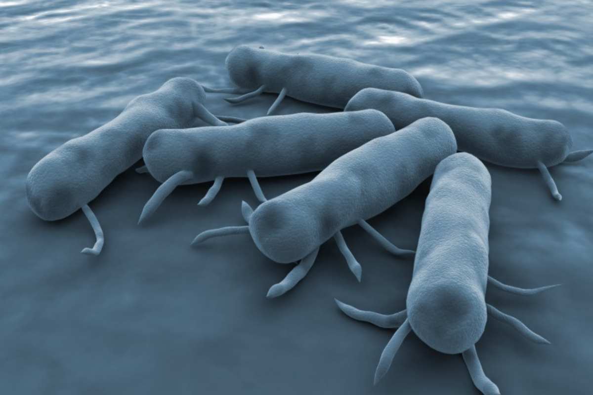 Salmonella, prodotto supermercato