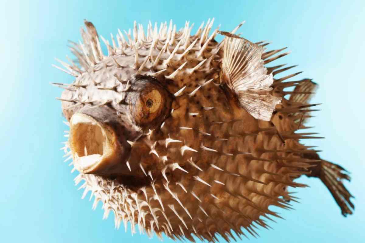 Pesce palla, vietato