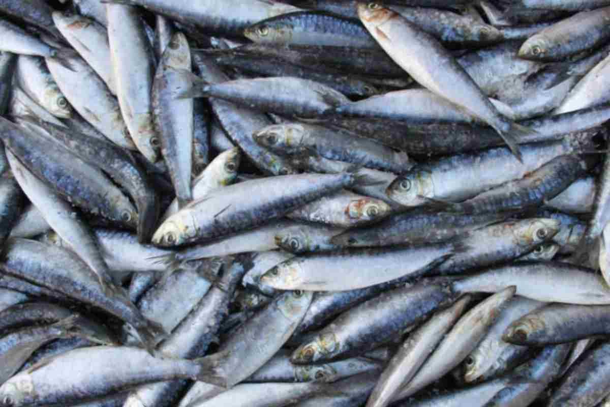 Sardine