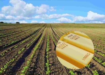 è coltivato in italiae d è un'eccellenza