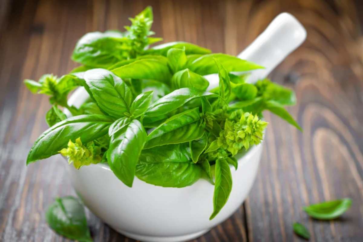 Basilico