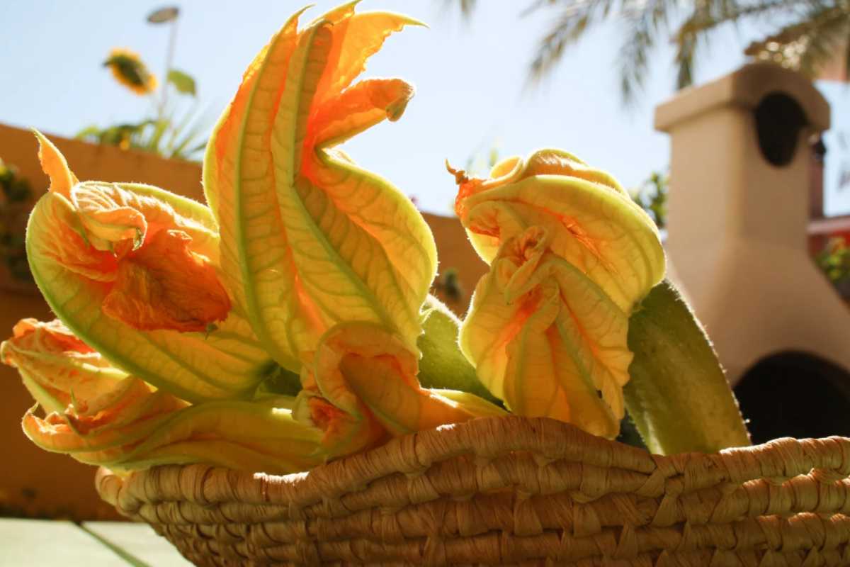 Fiori di Zucca
