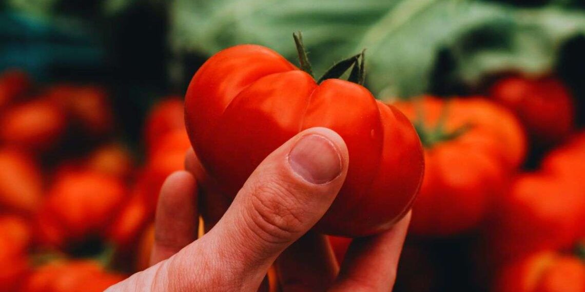 pomodori senza sapore