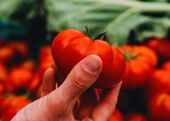 pomodori senza sapore