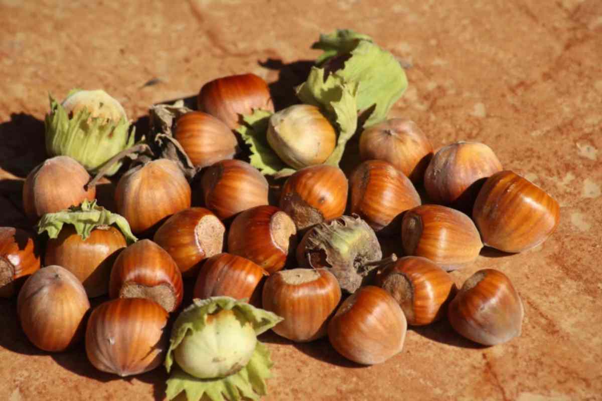 Nocciole