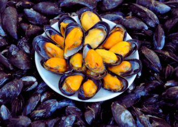 Sai perché le cozze sono bianche o arancioni