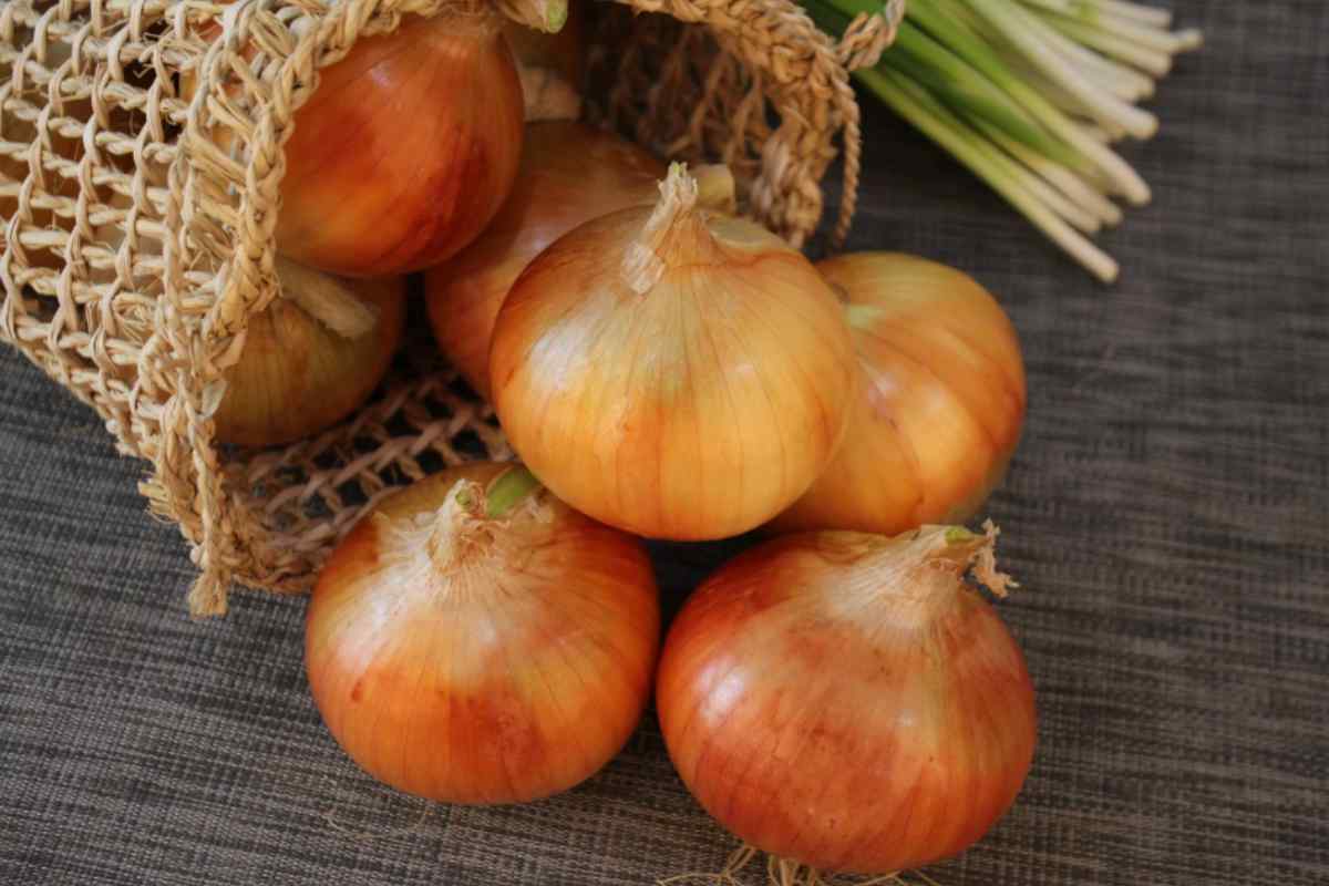 Cipolla 