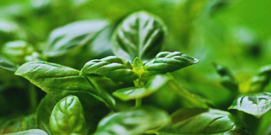 strategie per far durare il basilico