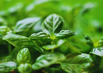 strategie per far durare il basilico