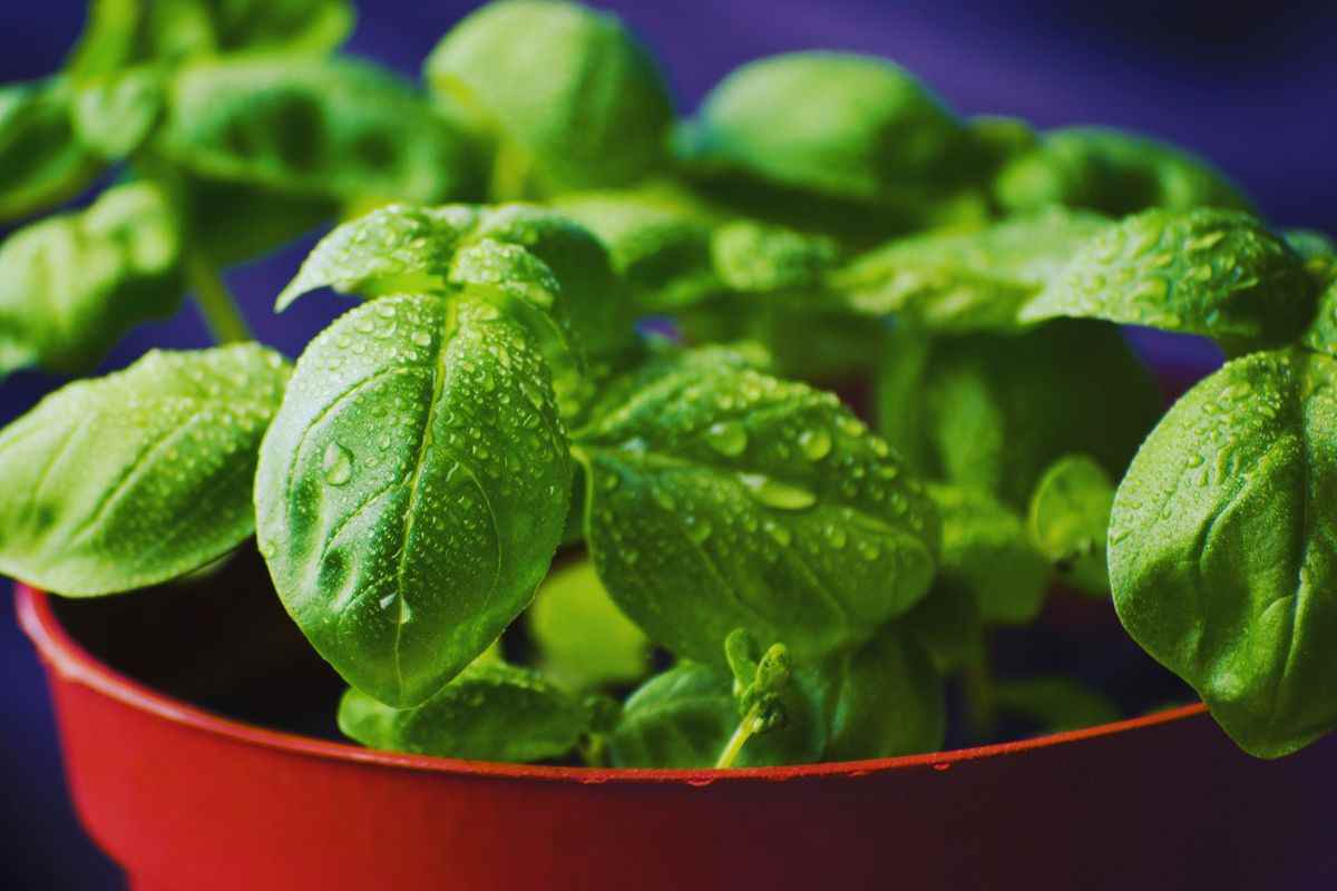 basilico: come farlo durare a lungo