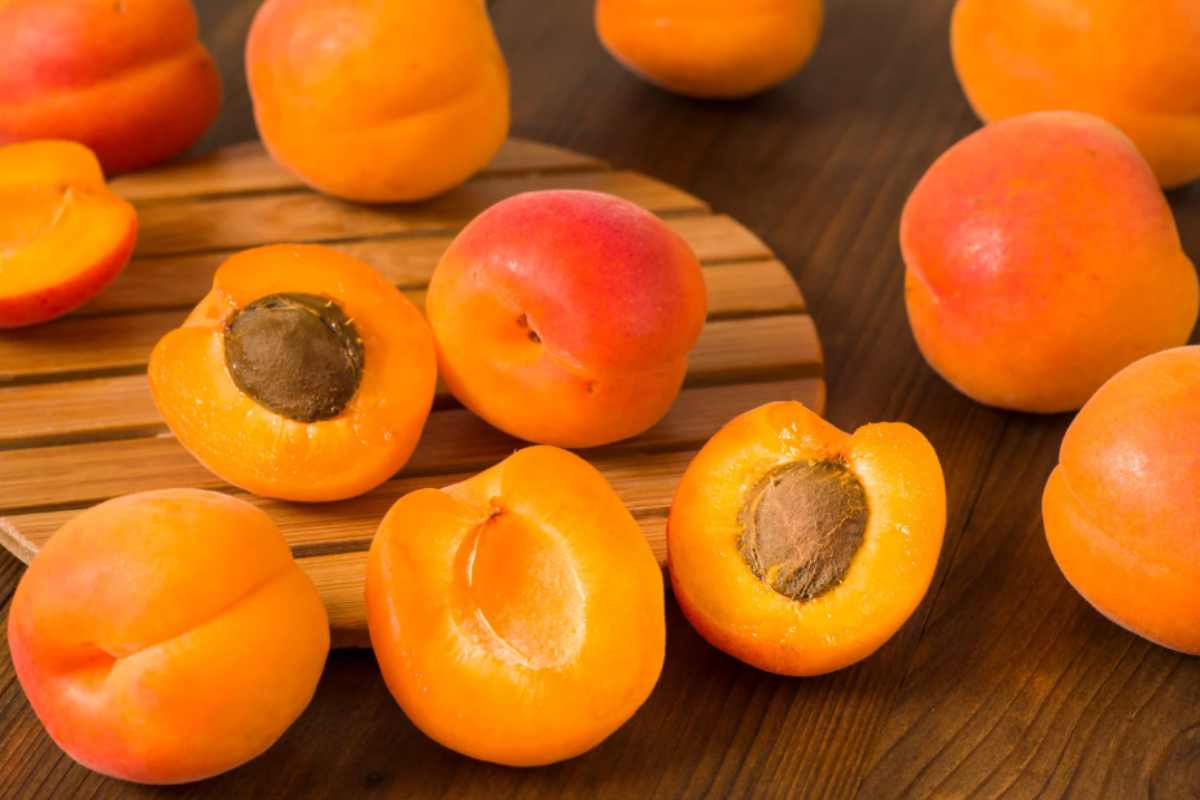 bavarese alle albicocche