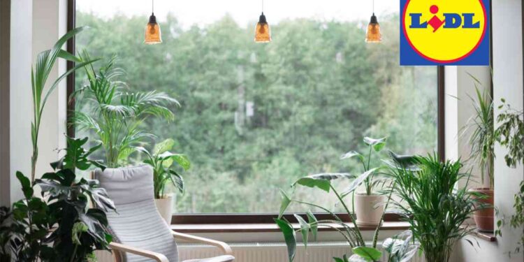 L'orto dei sogni, offerte Lidl da non perdere