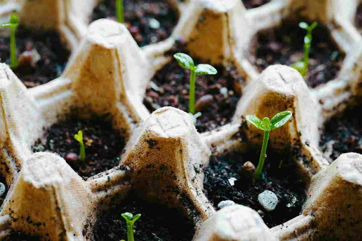 semi da coltivare a settembre per avere verdure fresche tutto l'anno