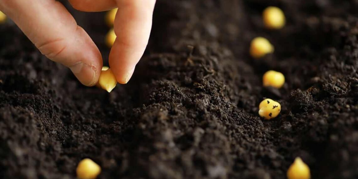 semi da coltivare a settembre per avere verdure fresche tutto l'anno