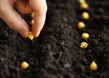 semi da coltivare a settembre per avere verdure fresche tutto l'anno