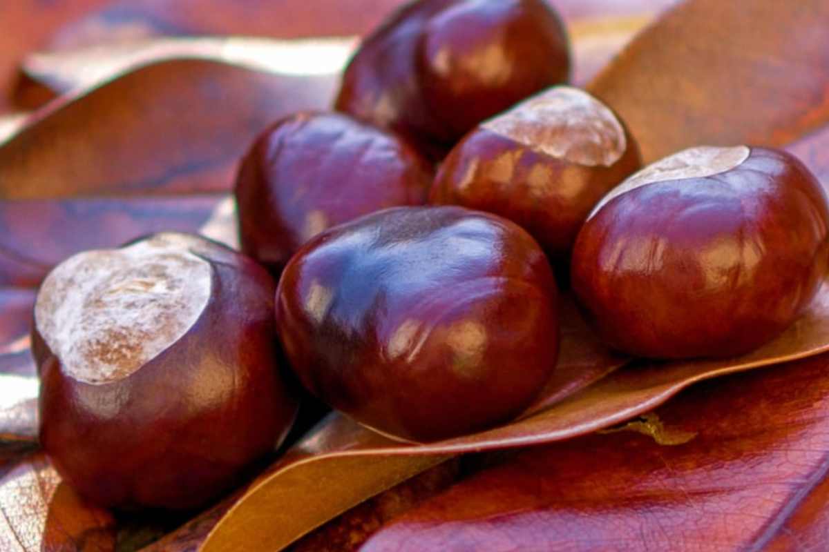 Castagne