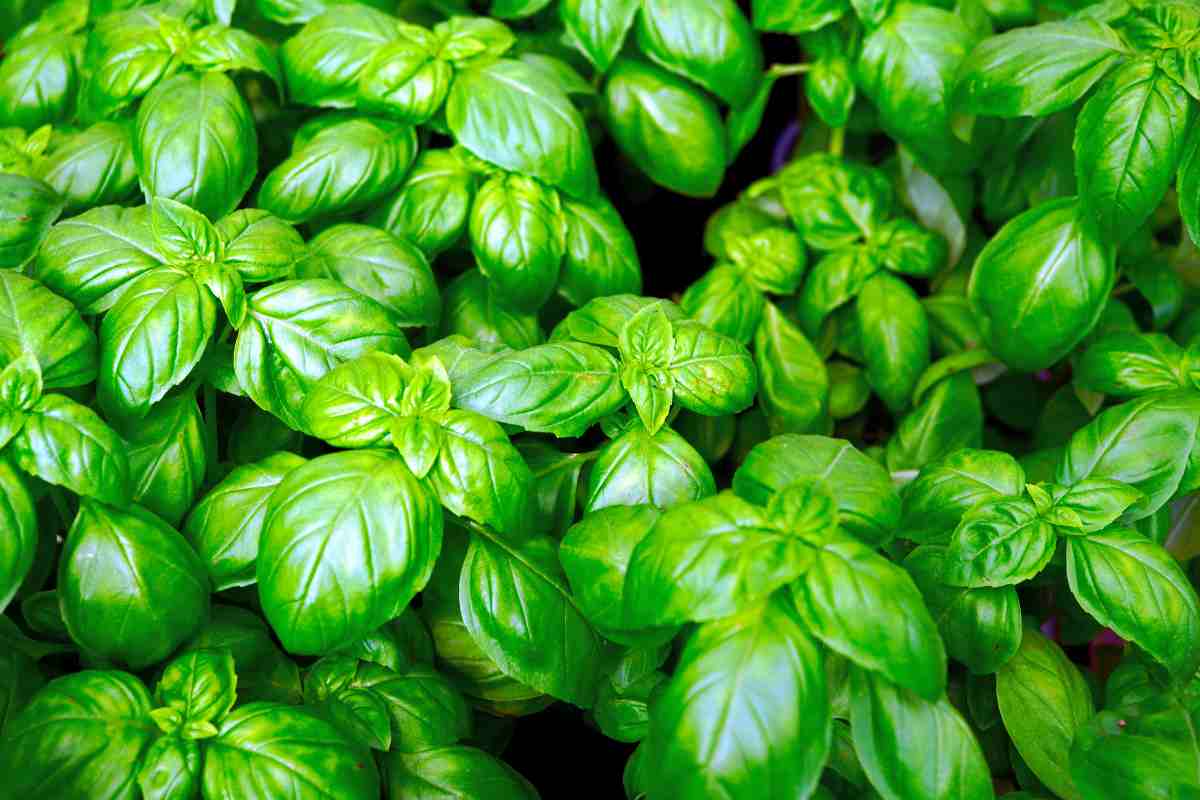 Basilico in inverno, il trucco per farlo sopravvivere