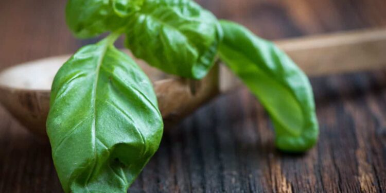 trucco per avere il basilico sempre fresco