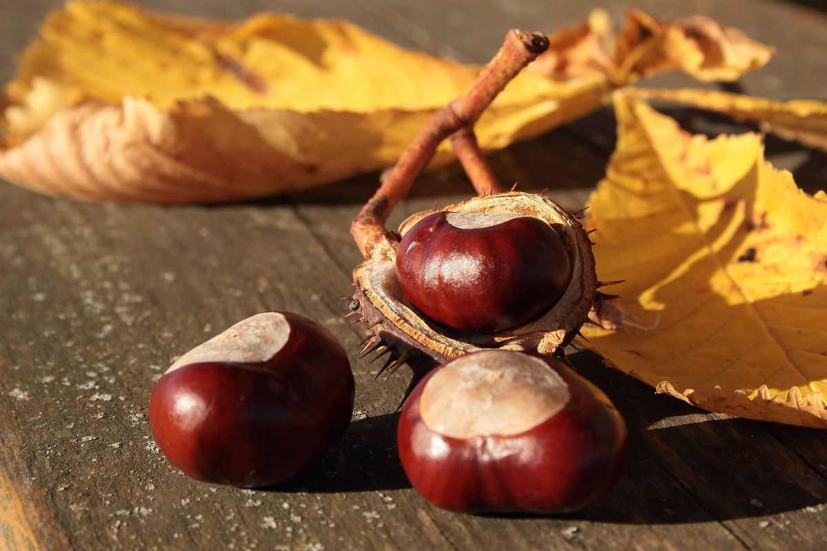 Castagne, il segreto facile e veloce per farle venire perfette