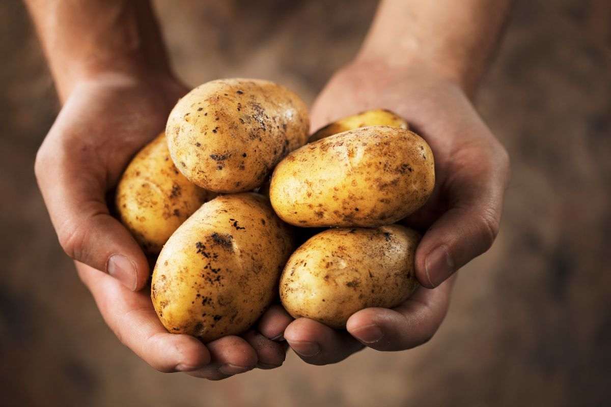 come conservare le patate